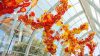 Red, orange, and yellow glass sculpture featuring smaller blown glass elements installed together to create a large ceiling installation.