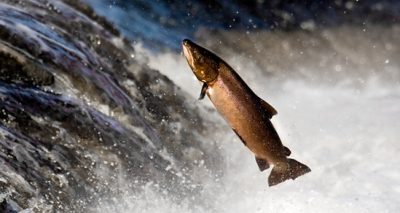Salmon leaping up a waterfall
