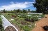 Rows of plants in a farm setting against a bright blue sky.