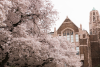 Pink cherry blossom tree in front of a red bricked historic university building. The sky is grey in the background.