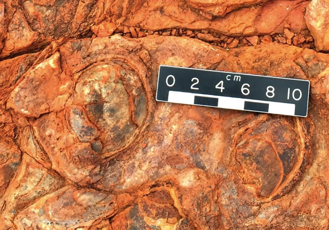 3.5 billion year old Stromatolites