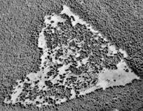 1967 1946 aerial photo of meadow extent