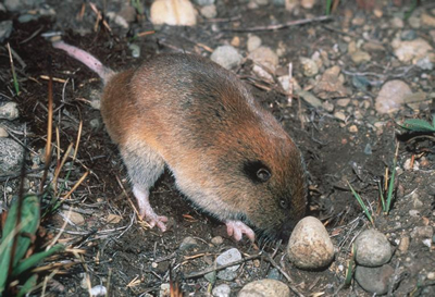 Western pocket gopher digging