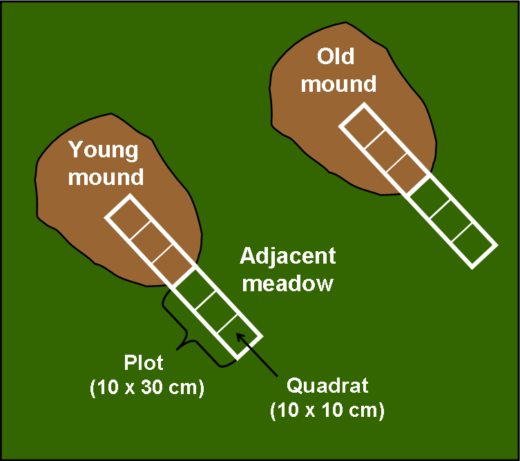 Gopher mound sampling design