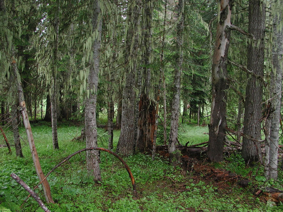Patchy grand fir forest