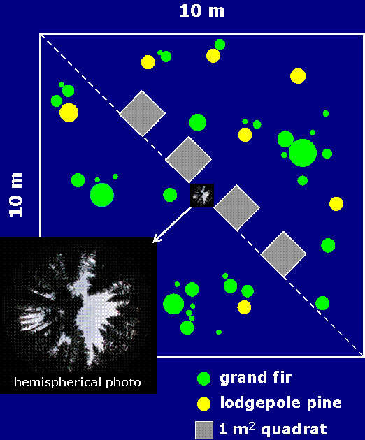 Veg subplot sampling design