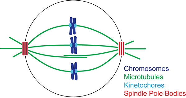 spindle microtubules