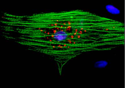 chick cardiomyocytes express vonWillibrand's factor and myosin