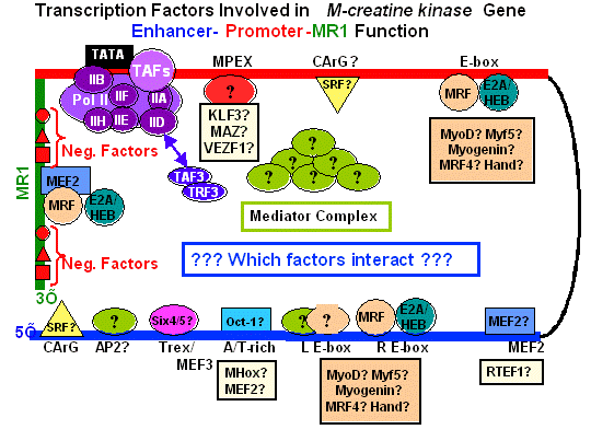 Transcription factors involved in <i>M-creatine kinase</i> gene Enhancer-Promoter-MR1 function