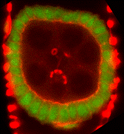 DistroglycanPolarizesOocyte