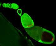 DistroglycanPolarizesOocytes