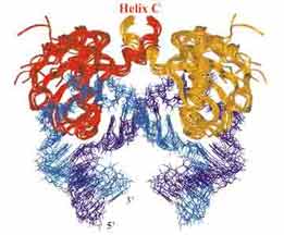 RNA