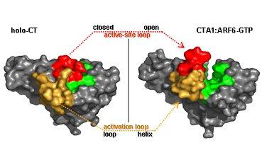 activation loop of cholera toxin by ARF6