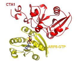 cholera toxin CTA1 and human G-protein ARF6-GTP