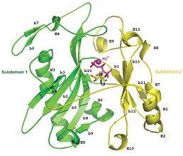 structure of an RNA editing enzyme