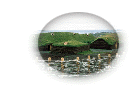 L'Anse aux Meadows
Location: Newfoundland
Photo by  Parks Canada, J. Steeves
http://parkscanada.pch.gc.ca/unesco/MEAD/MEAD.HTM