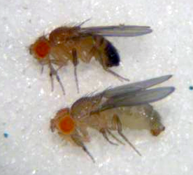 Genome-wide study in fruit flies to identify genetic risk factors