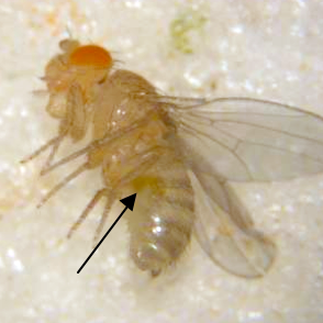 Melanogaster Culture Not Producing?