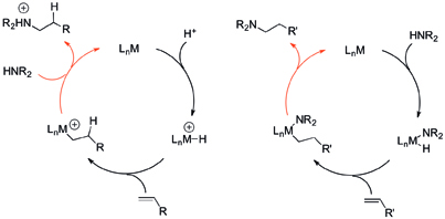 hydroamination
                      catalytic cycles