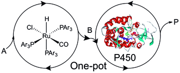 tandem
                        organometallic-metalloenzyme catalysis
