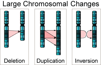 Large Chromosomal Changes diagram