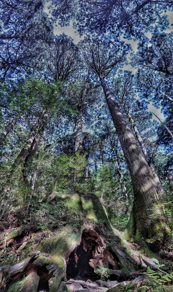 A forest in Japan