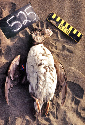 Horned Puffin at South ButterClam, South Coast