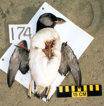 Horned Puffin, Oregon Coast