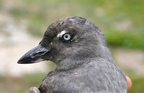 Cassin's Auklet