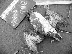 Dead Cassin's Auklet