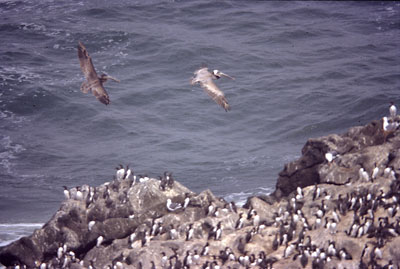 Flying Pelicans