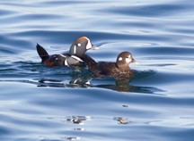 Harlequin Duck