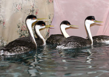 Western Grebes