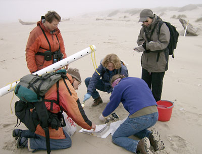 Volunteers processing beached birds