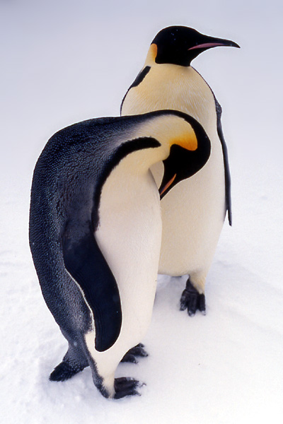 Emperor_penguins_600