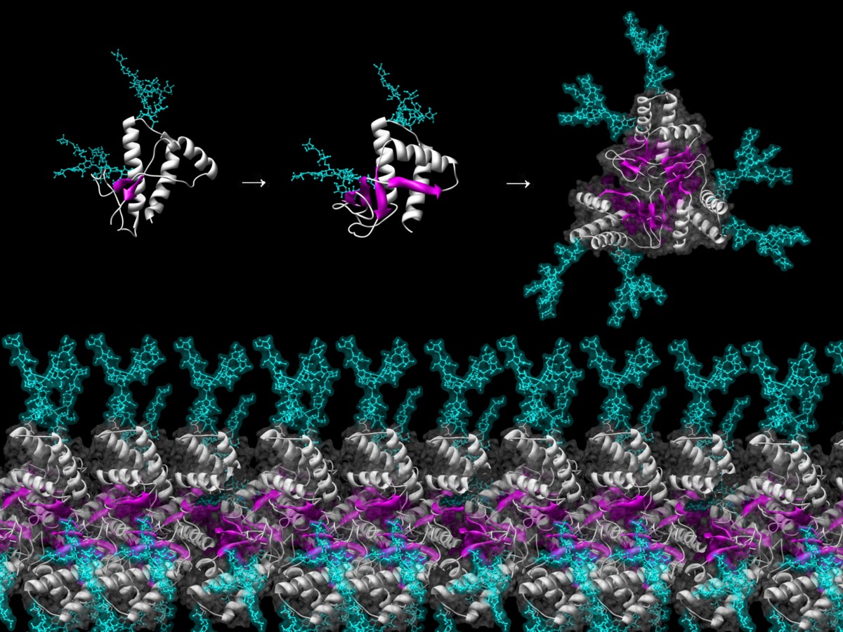 Prion Protein Protofibril Model