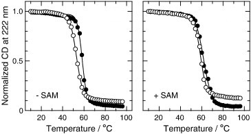 POM Image