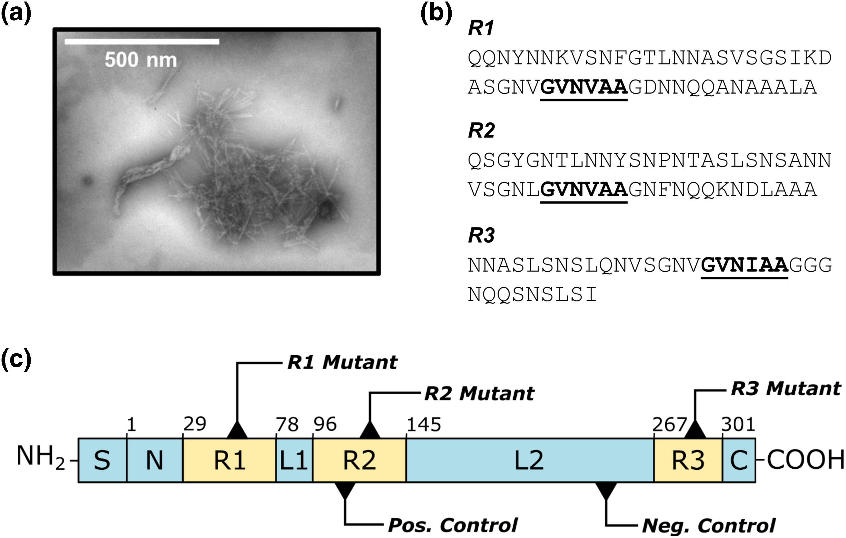 POM Image