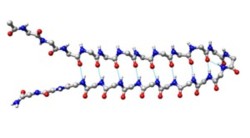 Backbone model of the designed α-sheet peptide α-sheet peptide