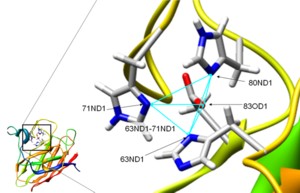 Zinc-binding atoms of SOD1 SOD1