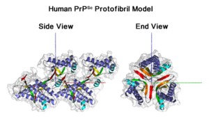 Human PrP Protofibril Model Protofibril Model