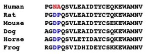 COMT polymorphisms COMT polymorphisms