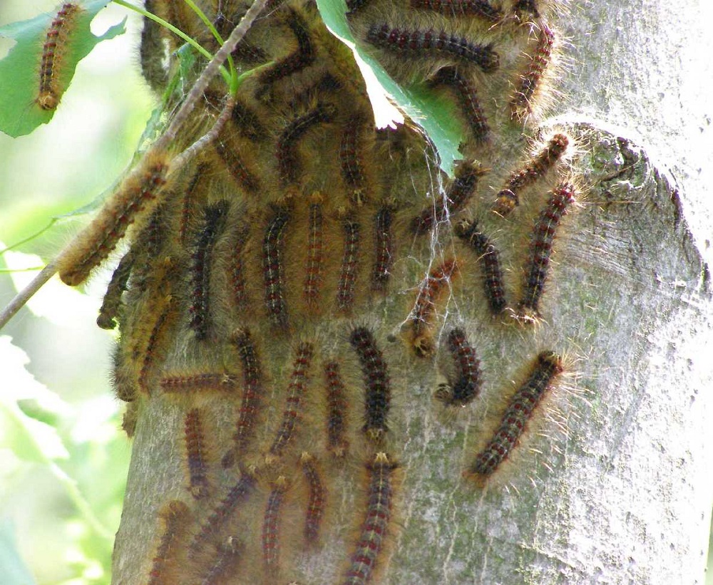 Gypsy moth larvae, Wisconsin