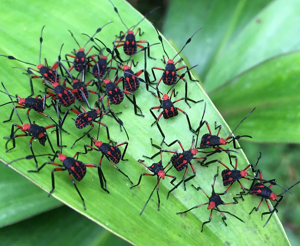 Hemipteran aggregation, Costa Rica