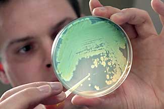 Researcher culturing bacteria