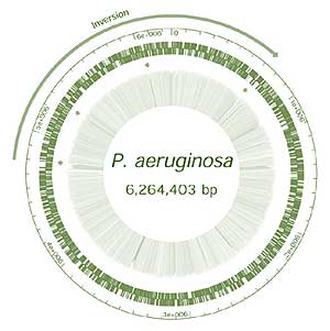 Pseudomonas aeruginosa genome