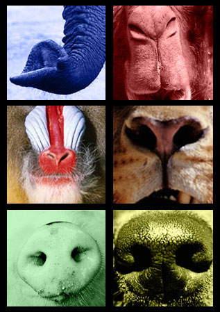 collage of animal noses