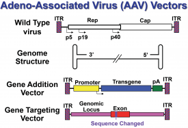 Russell Lab :: Transduction with rAAV