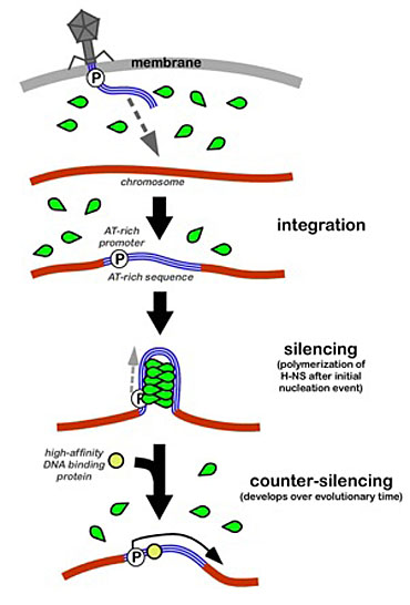 xenogeneic silencing