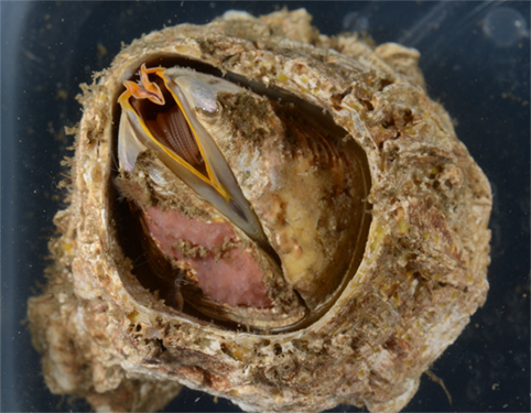 Balanus nubilus